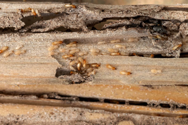 Pest Control Cost in Livingston, AL