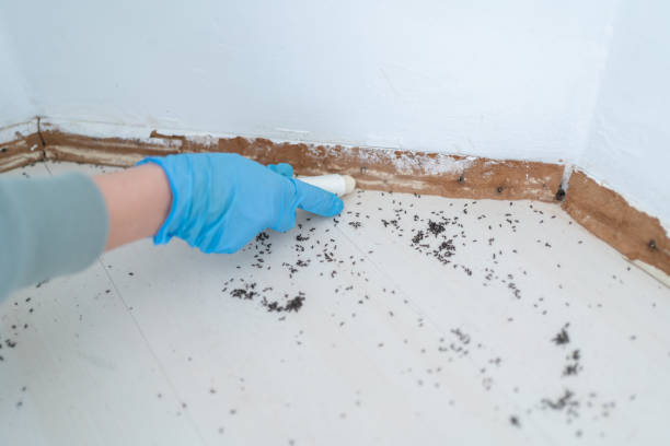 Pest Prevention Services in Livingston, AL
